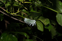 Attacus atlas formosanus
