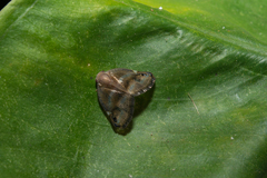 Ricania simulans