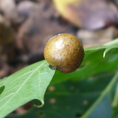 Amphibolips quercusostensackenii