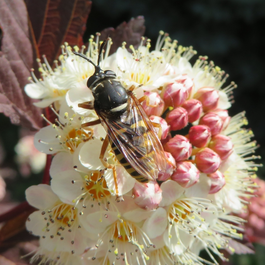 Sphecomyia vespiformis
