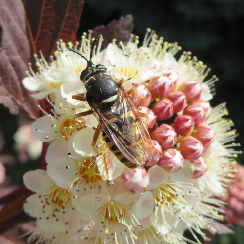 Sphecomyia vespiformis