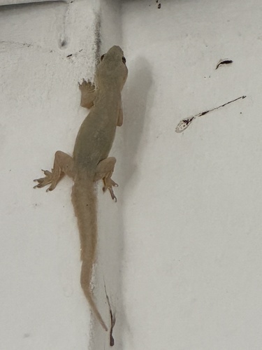 Hemidactylus platyurus