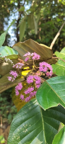 Callicarpa tomentosa, photograph 4