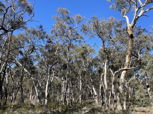 Eucalyptus parramattensis