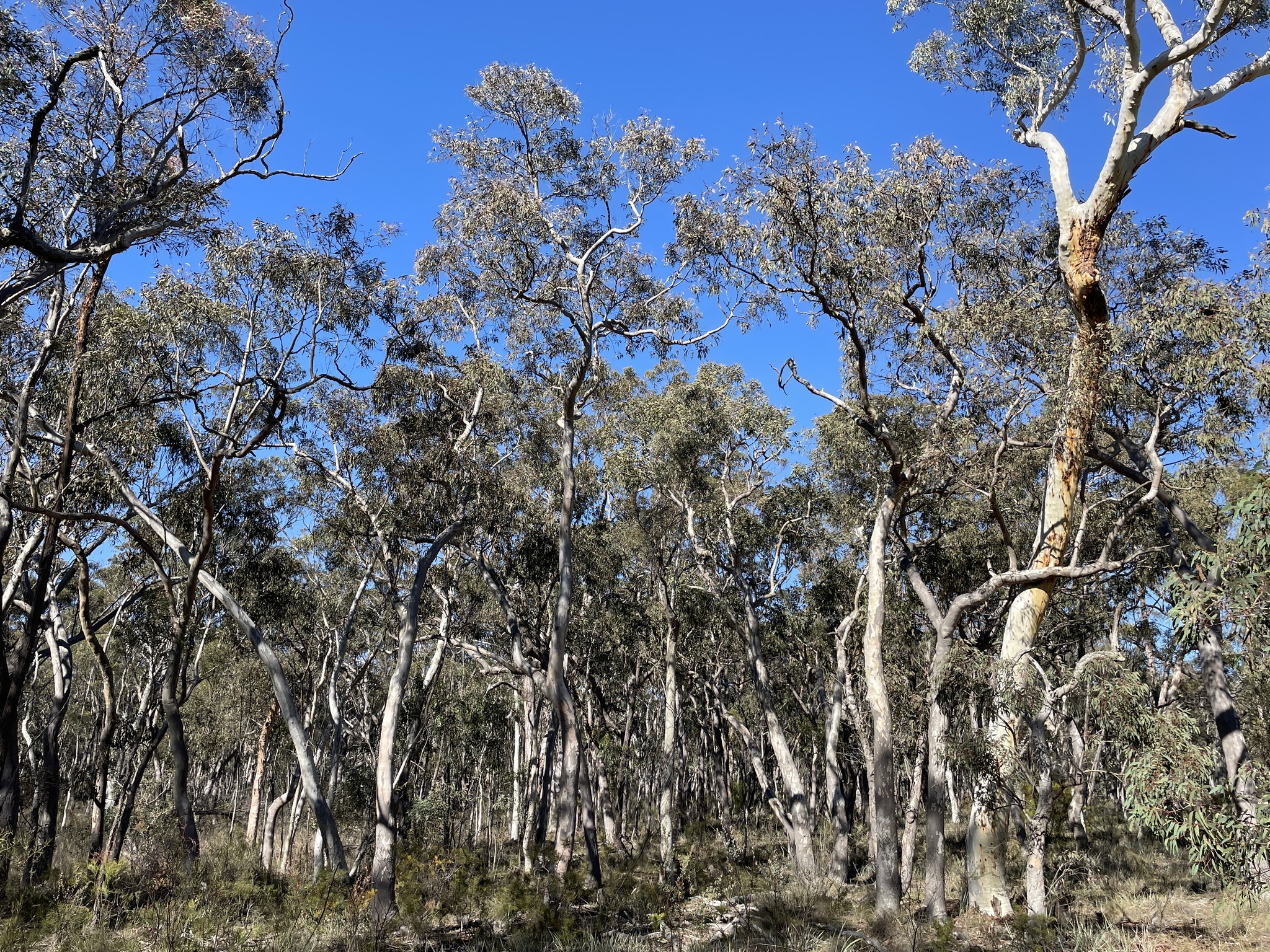Eucalyptus parramattensis