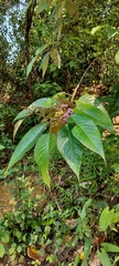 Callicarpa tomentosa, photograph (c) Jyotsna Nag, some rights reserved (CC BY)