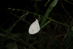 Leptosia nina niobe