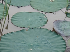Nelumbo nucifera
