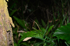 Ariamnes cylindrogaster