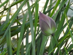 Nelumbo nucifera