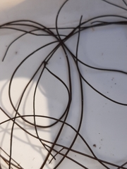 Chordaria flagelliformis