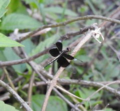 Neurothemis tullia