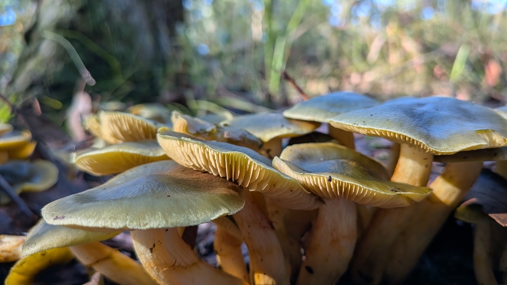 Cortinarius austrovenetus · June 2025 · photo: © duck73 (iNaturalist, cc0)