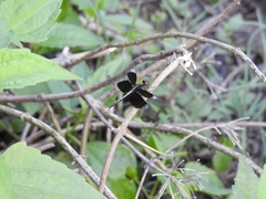 Neurothemis tullia