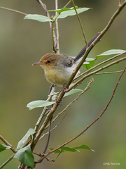 Prinia molleri