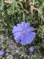 Cichorium intybus
