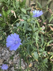 Cichorium intybus