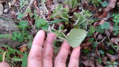 Coleus rotundifolius