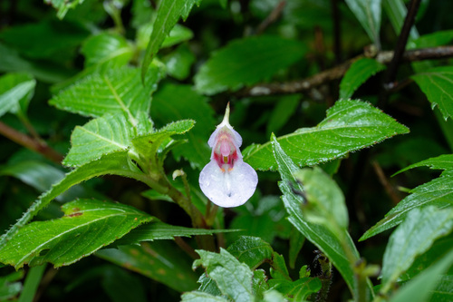 Impatiens truncata observed 2025-05-22