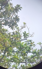 Horsfieldia kingii, photograph Jyotsna Nag, CC BY, iNaturalist via GBIF