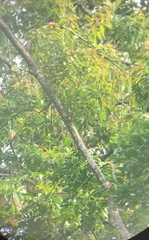 Horsfieldia kingii, photograph Jyotsna Nag, CC BY, iNaturalist via GBIF