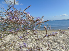 Limonium brevipetiolatum