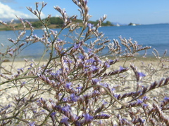 Limonium brevipetiolatum