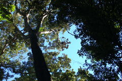 Cussonia sphaerocephala