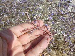 Limonium brevipetiolatum