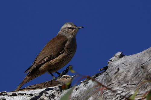 Brown Treecreeper