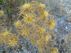 Carlina graeca