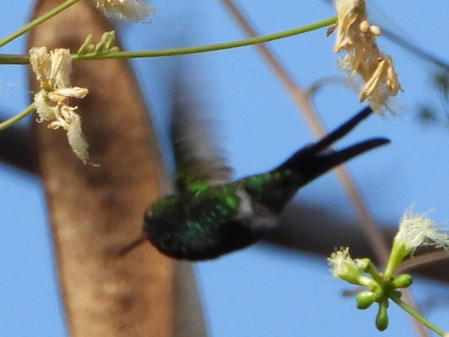 Golden-crowned Emerald (Cynanthus auriceps), photo 5
