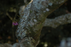 Philenoptera sutherlandii