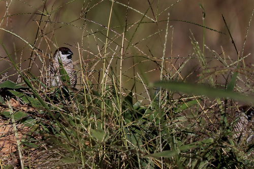 Plum-headed Finch