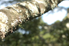 Tridactyle tridentata