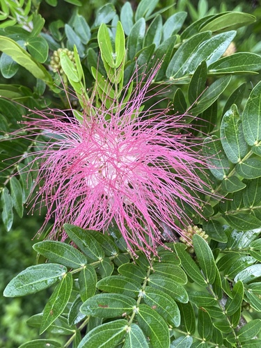Calliandra surinamensis