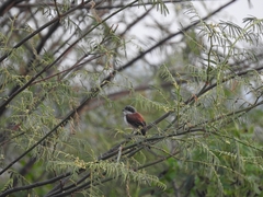 Lanius collurioides