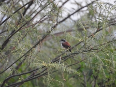 Lanius collurioides