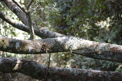 Polystachya sandersonii