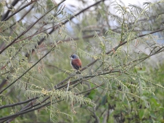 Lanius collurioides