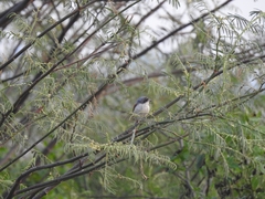 Lanius collurioides