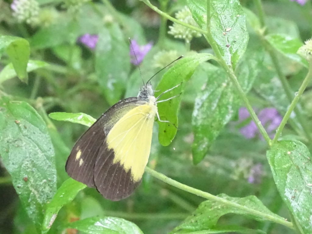 Cepora perimale (Cepora perimale)