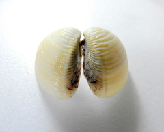 Anomalocardia flexuosa image