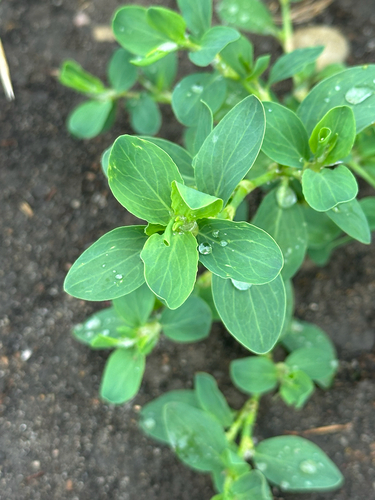 Polygonum achoreum