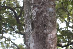 Polystachya sandersonii