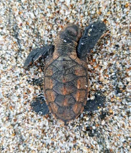 Hawksbill Sea Turtle, photo 9 of 9