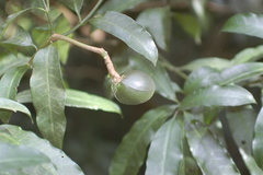 Tabernaemontana ventricosa