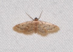 Idaea bonifata