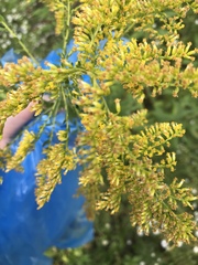 Solidago