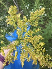 Solidago